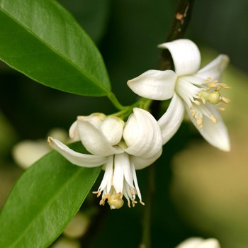 Neroli oil - Certified Organic  5